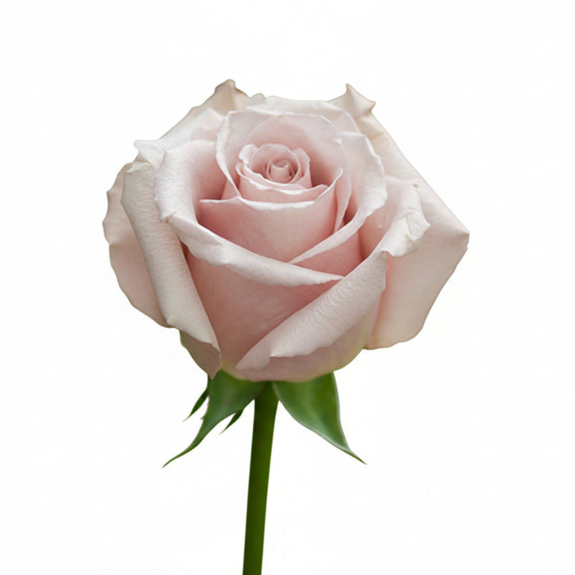 Roses Bicolor Quick Sand 60cm