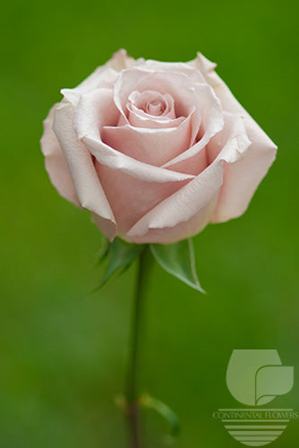 compare product Roses Vintage Quick Sand 50cm