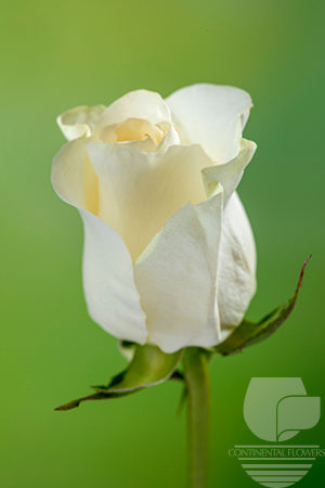 Roses White Sugar Doll 50cm