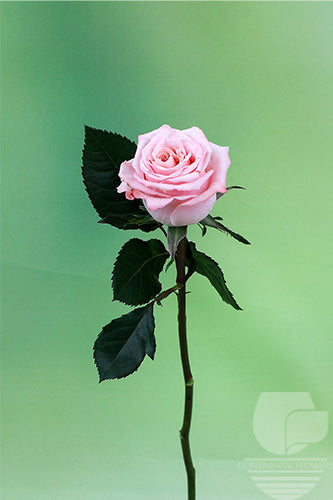 compare product Roses Peach Shimmer 60cm