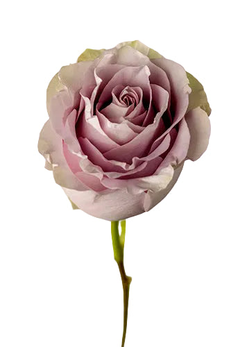 compare product Roses Vintage Silvery Light 60cm