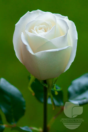 compare product Roses White Tibet 50cm