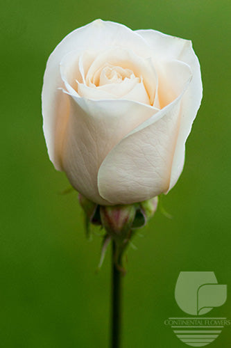 Roses White Vendela 40cm