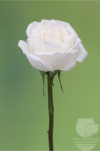 compare product Roses White Whitehouse 60cm