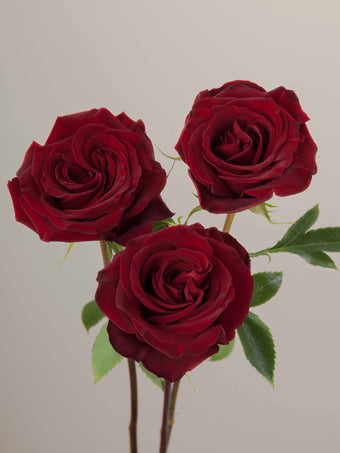 compare product Roses Red RP Black Pearl 80cm