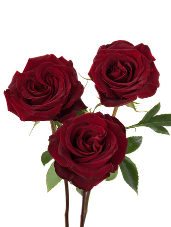 compare product Roses Red RP Black Pearl 50cm