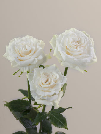 compare product Roses White RP Aspen 80cm