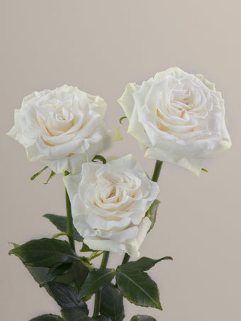 compare product Roses White RP Aspen 60cm