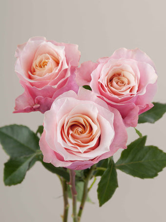 compare product Roses Medium Pink RP Flamingo 70cm