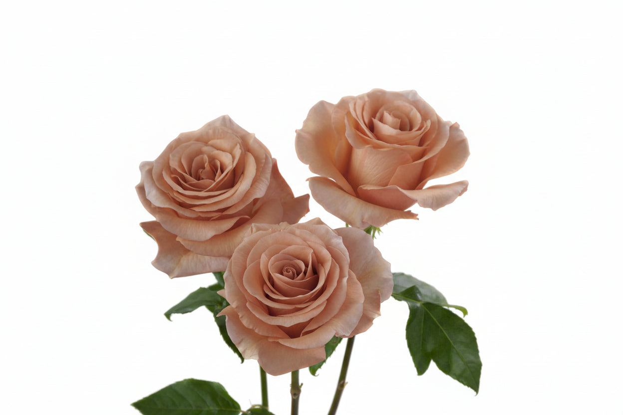 RP_MOAB_Rosaprima-Exclusive-Rose-5.jpg