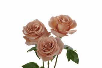 compare product Roses Earth Tones RP Moab 50cm