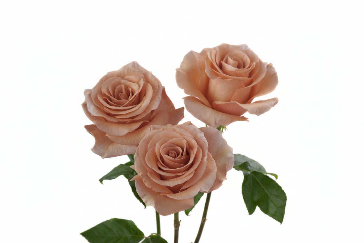 RP_MOAB_Rosaprima-Exclusive-Rose-5.jpg