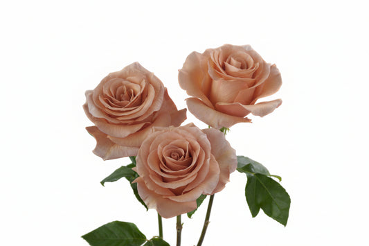 RP_MOAB_Rosaprima-Exclusive-Rose-5.jpg