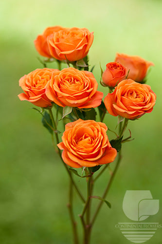 compare product Spray Rose Orange Babe 50cm