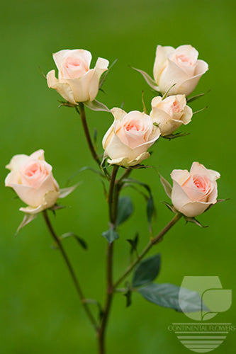 Spray Rose Light Pink Chablis 40cm