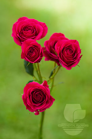 Spray Rose Dark Pink Gem Star 50cm