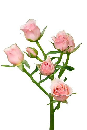 compare product Spray Rose Light Pink Ilse 50cm