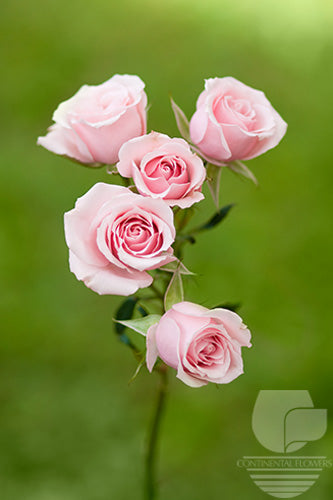 Spray Rose Light Pink Majolika 50cm