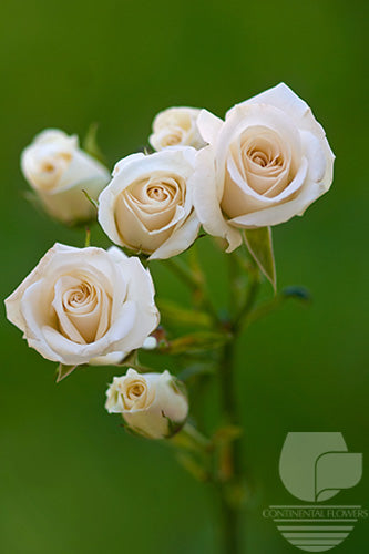 compare product Spray Rose White Majolika 50cm