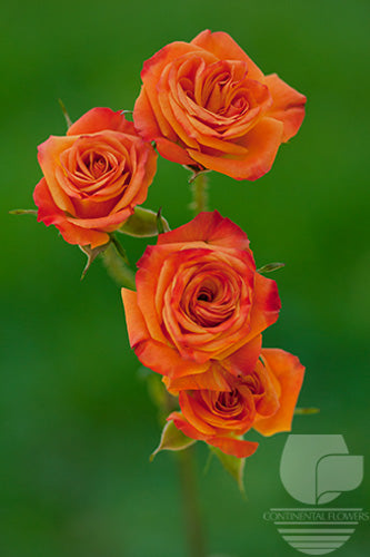 compare product Spray Rose Orange Mambo 50cm