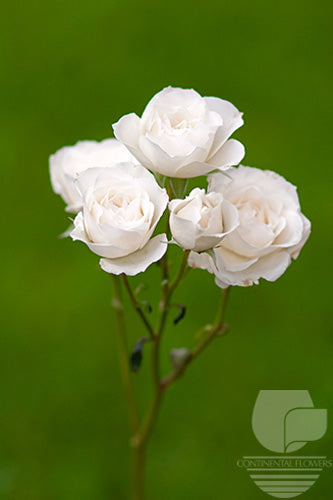 compare product Spray Rose White Princess 50cm test