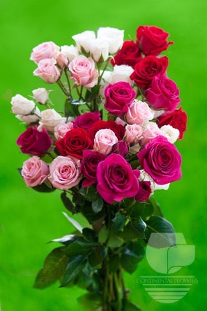 Spray Rose Valentine Pack Seasonal 50cm