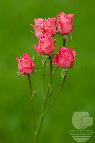Spray Rose Dark Pink Twinkle Bride 50cm
