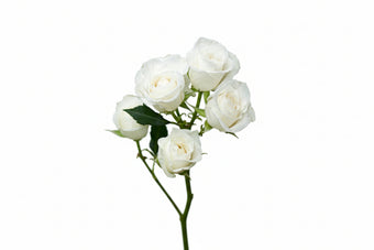 compare product Spray Rose White Viviane 40cm