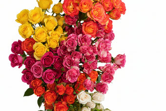 compare product Spray Rose Assorted - 50cm
