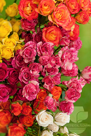 Spray Rose Assorted - 50cm