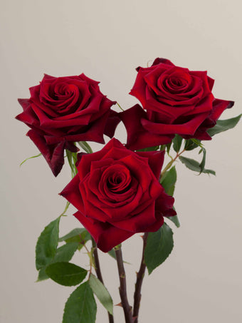 compare product Roses Red Red Paris 60cm