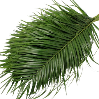 compare product Robellini Sleeved 60cm - 30 Pack