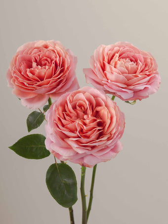 compare product Roses Medium Pink Romantic Antike 40cm