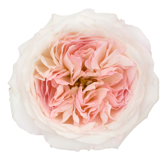 Roses Light Pink Keira 50cm