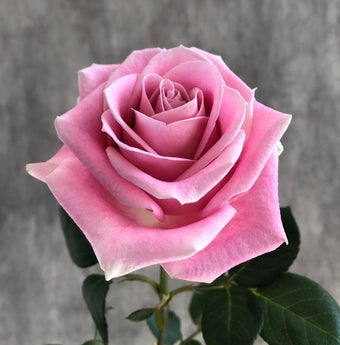 compare product ROSITA VENDELA Pink Rose 40