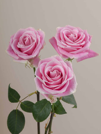 compare product Roses Medium Pink Rosita Vendela 50cm