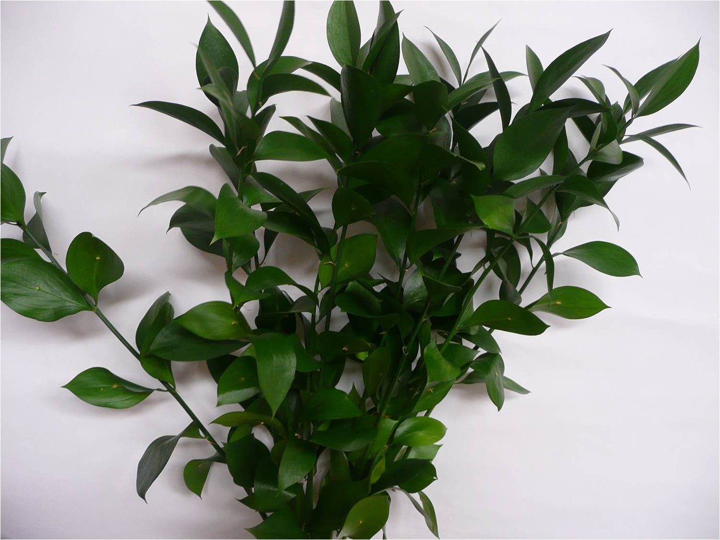 Ruscus Israeli Green 50cm 30ST QB
