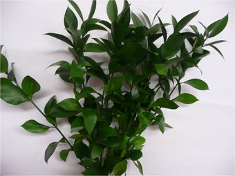 compare product Ruscus Israeli Green 50cm 30ST QB