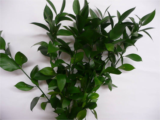 Ruscus Israeli Green 50cm 30ST QB