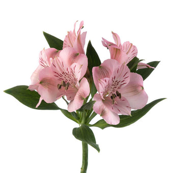 compare product Alstroemeria Select Pink Seattle