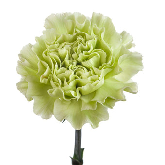 compare product Carnation Select Green Selva