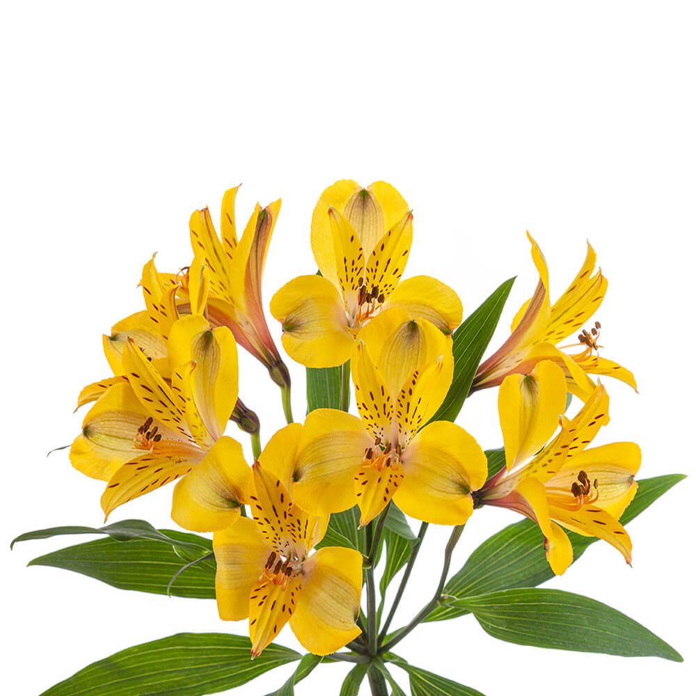 SENNA-1-oqtw9qxu6mh4zld7lk2qjybh0h0th0w9pi9rwqla8g.jpg