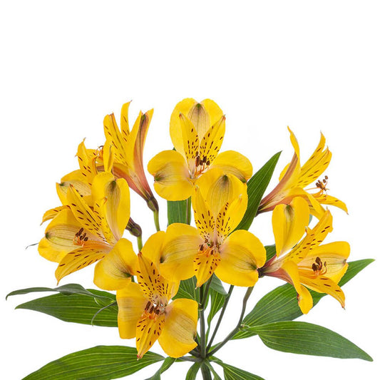 SENNA-1-oqtw9qxu6mh4zld7lk2qjybh0h0th0w9pi9rwqla8g.jpg