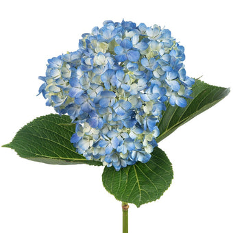 compare product Hydrangea Select Blue Shocking Blue