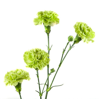 compare product Mini Carnation Green