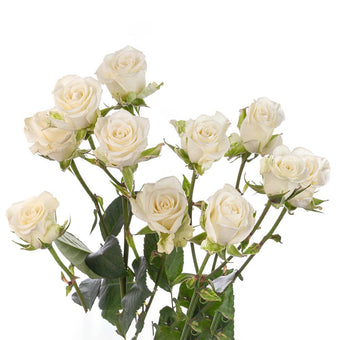 compare product Spray Rose 40cm White Snow Flake