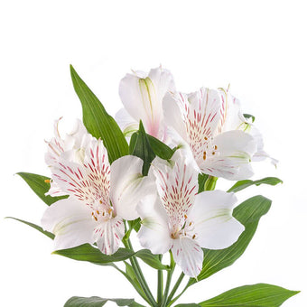 compare product Alstroemeria Super Select White Snowtime