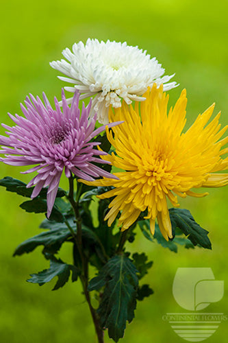 Spiders Assorted Anastasia XXX