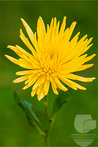 Spiders Yellow Anastasia XXX