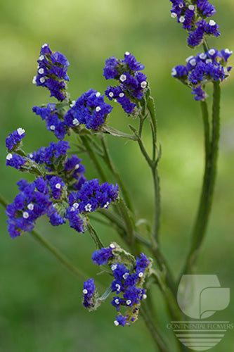 compare product Statice Purple - 70cm